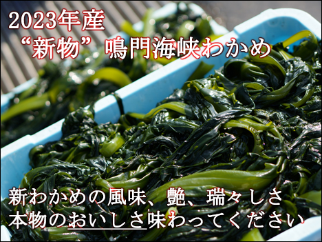 ����24�N�x�Y"�V��"��C���킩��